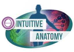 intuitive anatomy